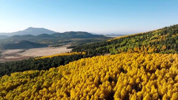 无人机在秋天拍摄的生机勃勃的金黄色白杨树
