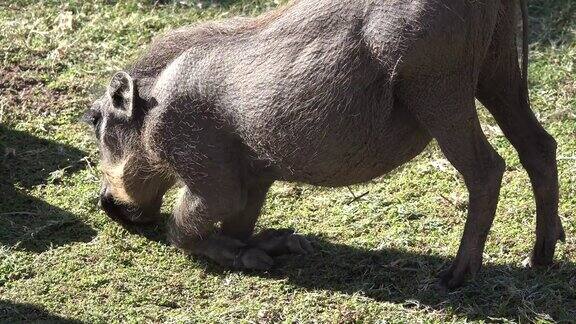 疣猪在草地上吃草