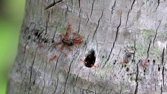 4k红蚂蚁在吃一只大苍蝇