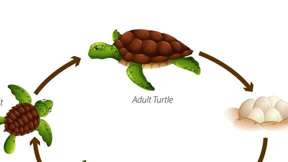 海龟生命周期图动画