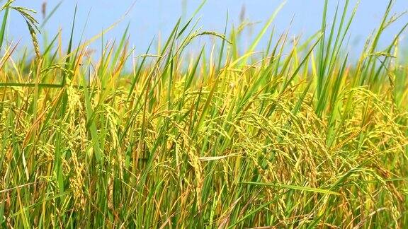 慢镜头稻田上的蓝天背景