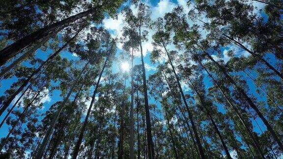 巴西乡村景观中的桉树林