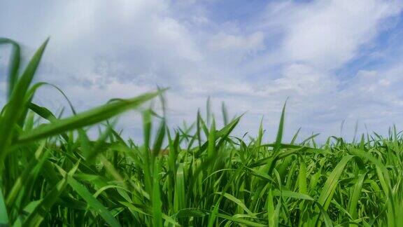嫩绿的麦苗在农田里发芽阳光明媚的春天景色蓝天为背景