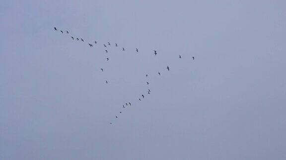 鸟儿在蓝天的背景下以v字队形飞行