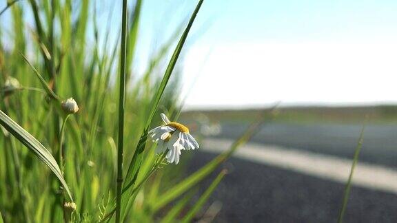 细部的雏菊花在乡间小路旁边的草地上开着汽车阳光灿烂的日子