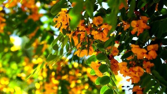 开花的Tipuanatipu-观赏树细节