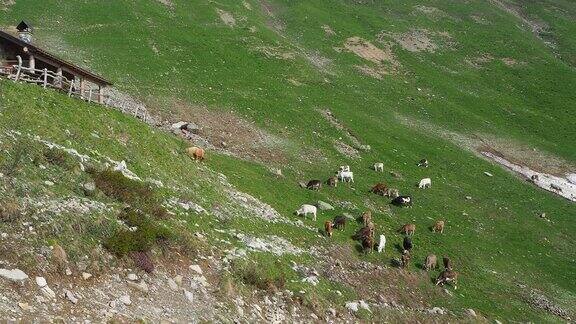 在高山草地上吃草的一群野牛意大利阿尔卑斯山意大利