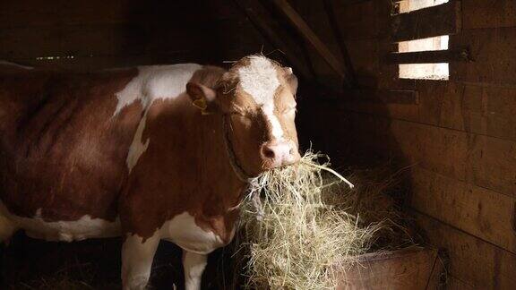 牛在谷仓里吃干草
