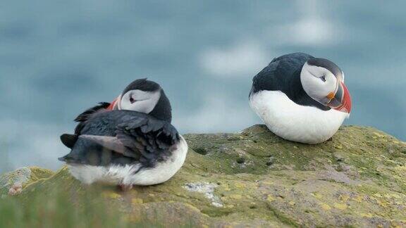 海雀在冰岛