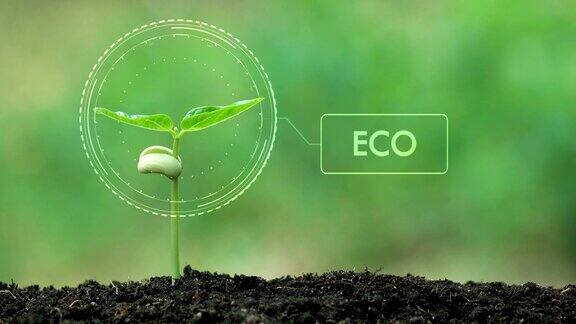 种植一棵树和ECO全息图拯救地球和自然清洁生态在自然