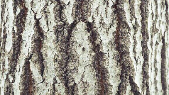 树的结构树皮粗糙