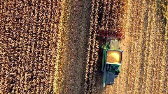 夏季联合收割机在田间收割玉米的空中俯拍照片