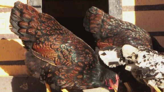 特写的棕色鸡GallusGallus家养在敞开的鸡舍门前吃谷物