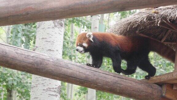 北京野生动物园小熊猫