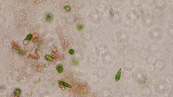 Euglena是一种单细胞鞭毛真核生物显微镜下可用于教育