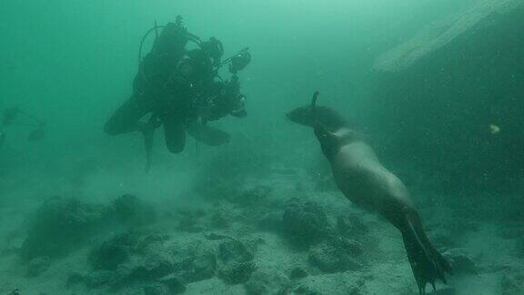 加拉帕戈斯海狮在海底玩耍