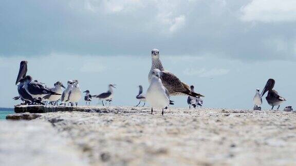 一群海鸥站在加勒比海海滩的码头上