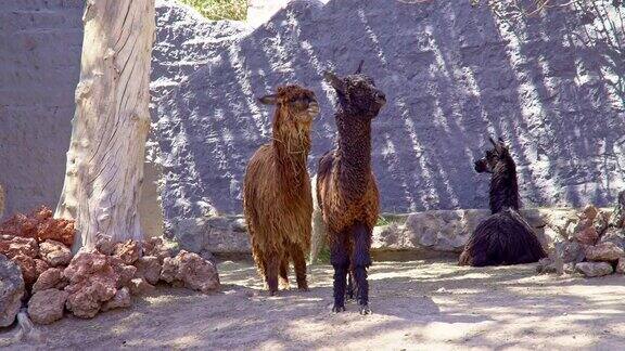 秘鲁高地的羊驼