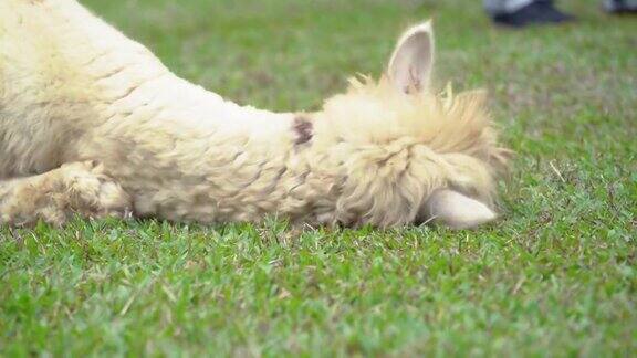 可爱的羊驼在地上吃草、嚼草、玩耍
