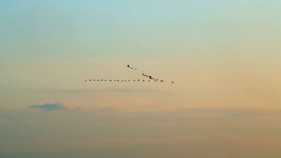 跟随领袖:一群鹅以不完美的v字队形飞行蓝色的夕阳天空和候鸟