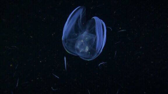 在漆黑的深海中发光的水母
