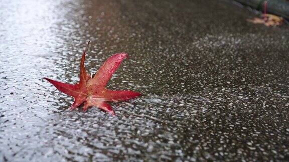 寂寞的红枫叶在秋天的沥青路上淌着雨水