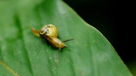 蜗牛在雨林的绿叶上行走