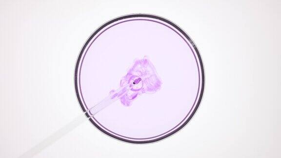 滴管将紫色液体注入培养皿中的浅色液体