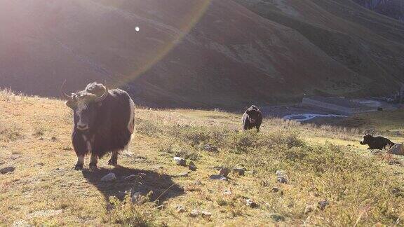 在冬季的高海拔草原上愤怒的西藏牦牛盯着摄像机