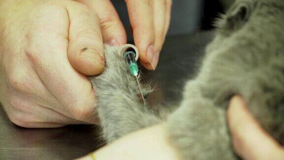 兽医从猫身上取血