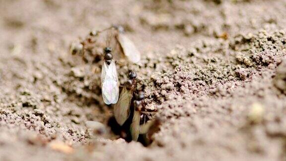 有翼蚂蚁从巢中爬出来准备飞行胶木温泉