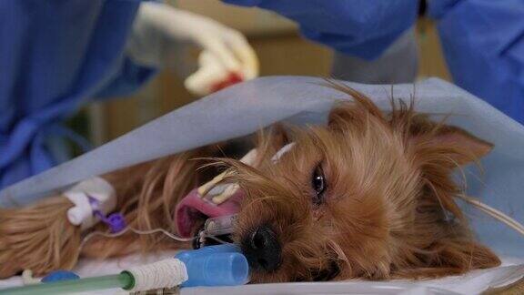 在兽医诊所手术台上麻醉下的狗的特写