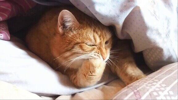 小黄猫躺在毯子上洗着爪子