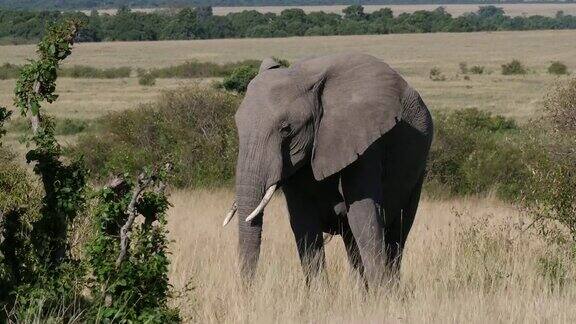 非洲象loxodontaafricana成年大象走过大草原吃草肯尼亚马赛马拉公园实时4K