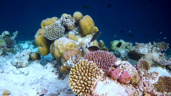 珊瑚礁上有各种软、硬珊瑚和热带鱼马尔代夫印度洋