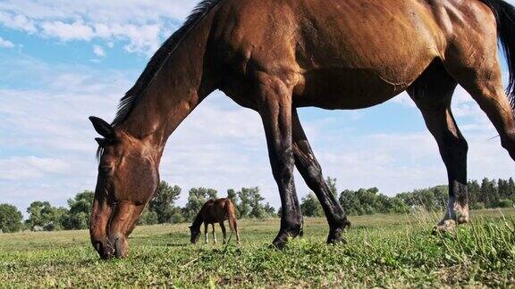 蓝蓝的天空衬托下棕色的马在绿色的田野上吃草慢镜头