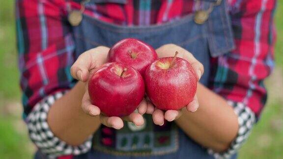 农民拿着苹果的特写