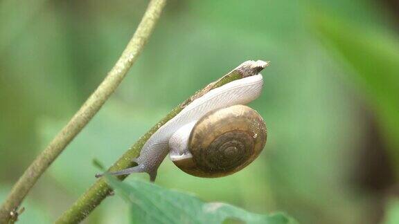 森林里的蜗牛