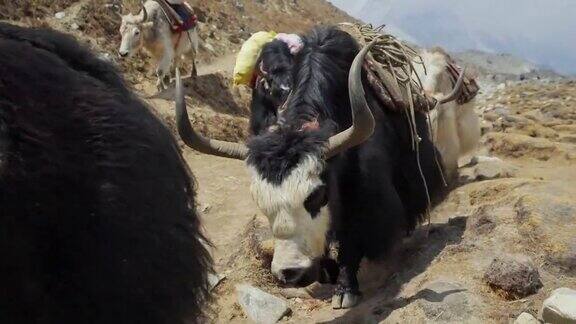 成群的动物长着角的毛绒绒的牦牛商队在高地的岩石路上行走