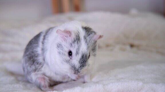 4k灰白色豚鼠用爪子在耳朵上洗脸在白色毯子上在家抓身体