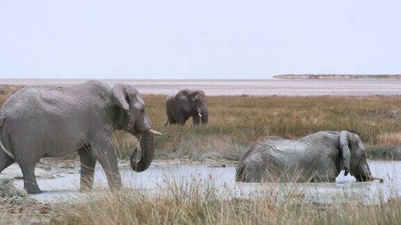 非洲纳米比亚Etosha国家公园大象在水里浸泡和戏水