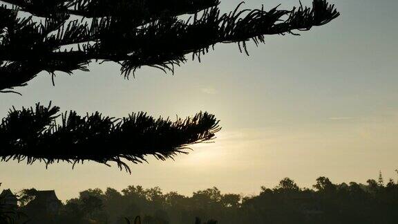 早晨的阳光透过松树的树枝