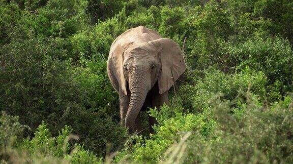 大象在南非国家公园吃树枝周围是美丽的绿色