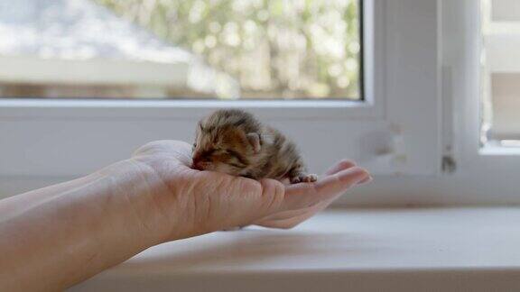 可爱的新生的猫一只带条纹的小猫躺在一只母手里