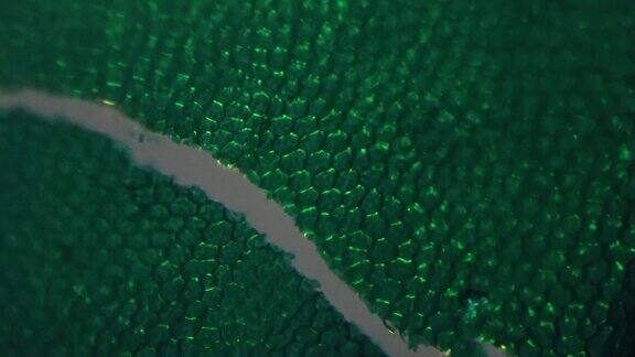 在200倍显微镜下用交叉光拍摄镰孢藓叶的宏观图像