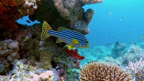 印度洋东方扫在彩色的珊瑚礁上