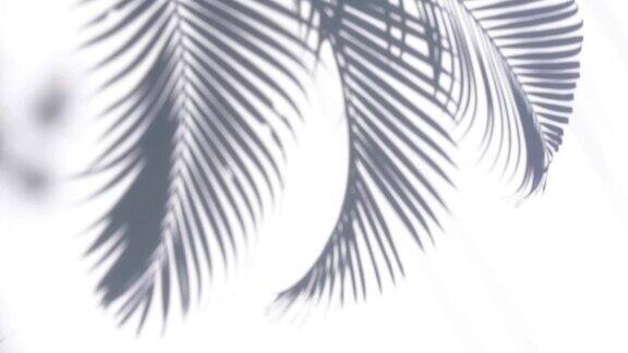特写的影子棕榈叶在白墙背景的运动