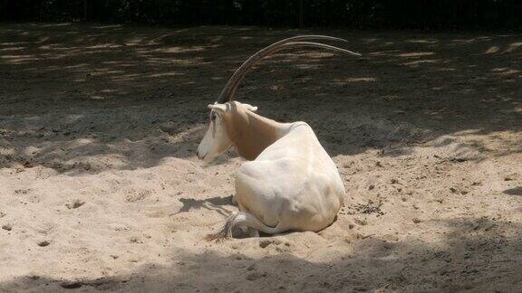 在沙中休息的羚羊