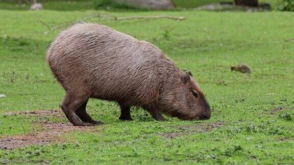 水豚水豚在新鲜的青草上吃草