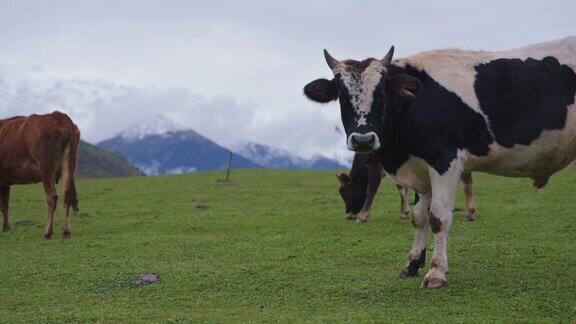 黑白相间的奶牛看着镜头